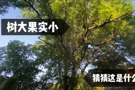 加拿大这种果树遍地，但超市却不卖它的果实？！婆婆后院超大一棵