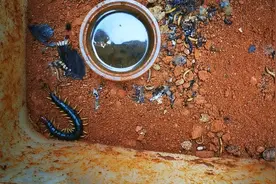 把无精卵自己吃了，我就放心了，武汉本地抓的最大的蜈蚣视频封面