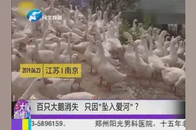数百只大鹅突然丢失，主人急忙报警求助，结果很搞笑