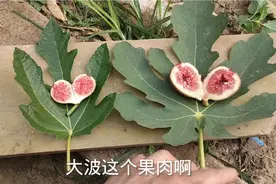 无花果品种大作战！“大波”vs“小波”谁王者，谁青铜！拭目以待视频封面