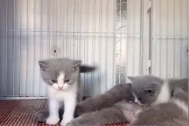 小猫咪表演一秒入睡，好想有这么好的睡眠技能呀