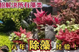 八年的除藻经验，教你彻底清除鱼缸里的褐藻，绿藻，黑毛藻，丝藻视频封面