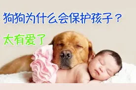 家长假装打孩子，看看狗狗的反应，太有爱了 | 狗视频封面