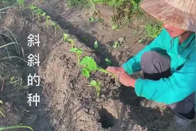 台湾人怎样種地瓜叶【取这节種～根系生长快】红薯叶採摘技巧视频封面