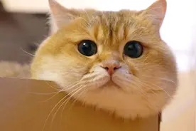 胖乎乎的苏格拉猫，超爱盒子，趴在那脸上的肉都溢出来了