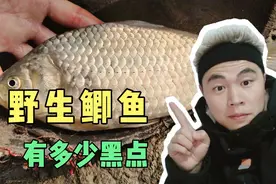 怎么识别野生土鲫鱼？就一招会数数就行！现场数给大家看如此简单
