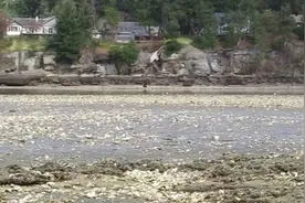 这渔村是生蚝的天堂，新老生蚝在此繁衍生息，海岸扎堆，泛滥成灾视频封面