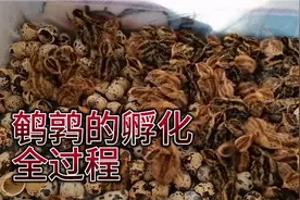 冬天鹌鹑的孵化全过程