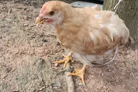 鸡出现“咔咔怪叫声”、甩鼻，流鼻水消瘦，喂什么好得快