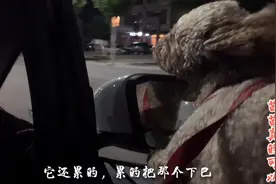我家泰迪狗喜欢坐车兜风，但这样的兜风方式，主人表示很佩服