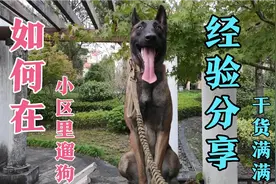 手把手教你解决小区里养狗遛狗的痛点视频封面