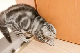 平时特别温顺的小奶猫，被主人恶搞吓的直接炸毛，下一秒忍住别笑视频封面