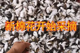 去年棉花价格一路向上，今年棉花的价格是啥样的？给大家看看……视频封面