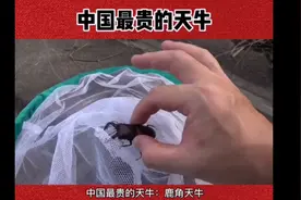 中国最贵的天牛，价值58万一只！