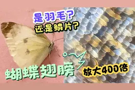 当我把蝴蝶翅膀放大后！我震惊了，真是大开眼界啊视频封面