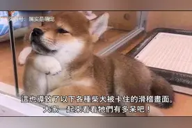 你知道柴犬为何如此容易被卡住吗？告诉你几点根本原因