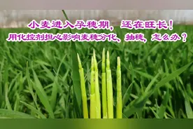小麦孕穗期还在旺长！用化控剂担心影响麦穗分化抽穗，怎么办？？视频封面