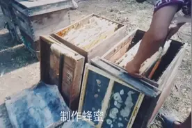 太行山下养蜂人，谁能告诉我，蜜蜂为啥不蛰养蜂人，还翩翩起舞视频封面