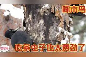 近距离看啄木鸟找虫子，嘴巴也太厉害了，一下就把树啄成大洞