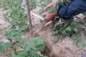 有一种地鼠，再厉害的猫都抓不住，我们叫哈哈，很多人都没见过！视频封面