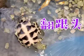 萌萌哒小乌龟为啥翻个大跟头？