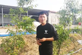 农村小伙果园新发现，一棵果树上可结5种水果，来看看都有哪5种视频封面