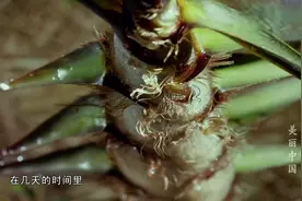 BBC一分钟展示笋破土成竹子的过程，震撼不亚于火箭点火！视频封面