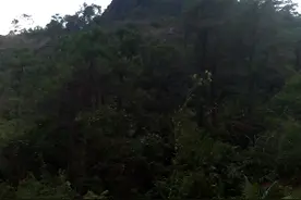 出林龟，头向东，尾向西，有福之人葬得着，出人管住广东共广西。视频封面