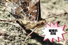 长得像石头的蝴蝶，展开翅膀后非常惊艳，但是危险也马上降临了视频封面
