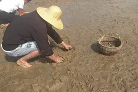 嘎啦（蛤蜊）哪里去挖？嘎啦刘家湾挖，一挖一麻袋＃西瓜回馈季＃