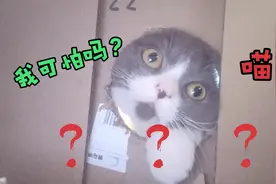 以老鼠的视角看猫，猫是不是挺吓人？视频封面