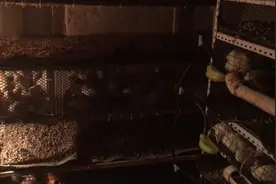 沙维鹌鹑，鹌鹑中最大的一种，可长6-8两视频封面