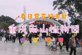票价50的南山植物园，为何仍是重庆市民春日赏花首选地？来云赏花视频封面