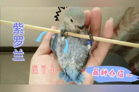 桃脸牡丹鹦鹉品种之紫罗兰，小鸟满月咯