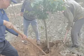 种植花树基地，种类真多，为什么一颗树要一百多？视频封面