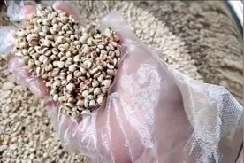 很多人问四神汤里的薏米怎么炒熟的，材料怎么采购搭配的，来吧！