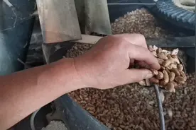 花生炒半熟出油率高，压榨花生油原来是这样流油的视频封面