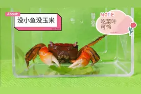 螃蟹吃菜叶吗？抖音网红萌宠没小鱼和玉米吃，只好吃菜叶和桔子