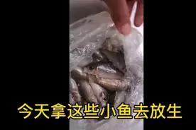 被钓上的鱼，从新放掉会不会活不了视频封面