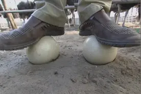 700元一枚的鸵鸟蛋是怎样孵化出来的？蛋上竟然能站人！