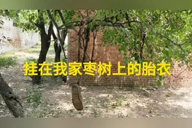 揭秘：为何小牛出生后要把胎衣挂在枣树上，原因找到了视频封面