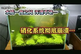 鱼缸的水质突然变浑浊了，硝化系统崩溃，看看是怎么快速解决的？视频封面