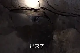 小伙伴探索山洞偶遇一只野生动物‘拱猪’视频封面