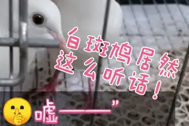 宠物鸟‖让他不出声就真的不出声 通人气的白斑鸠 怪不得叫魔术鸽
