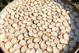 买干天麻片太贵了，教你在家自己晒天麻片，这样可以节省一半的钱