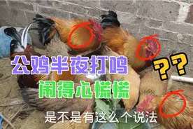 请教一下大家，公鸡半夜打鸣是怎么回事？听老人说这是不好的事情