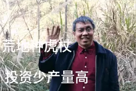 荒地种虎杖，十亩只需资金三千元，投资少产量高见效块