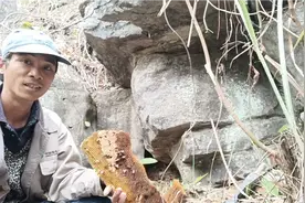 野蜂在茂密的丛林中，有经验的寻蜂人一样可以找到，蜂巢太老啦！