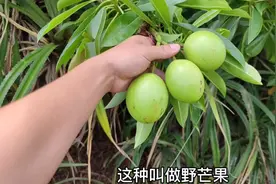 小伙在鱼塘边发现“野芒果”，但这并不是真正的芒果，它有剧毒！视频封面