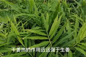 生姜，干姜，炮姜三者之间都有哪些药用区别视频封面
